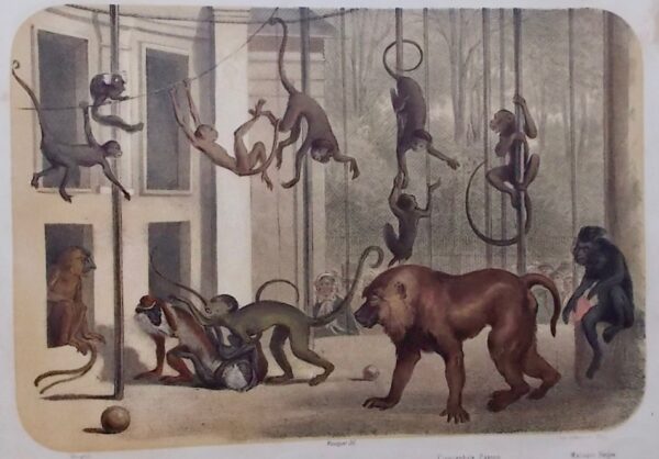 PAUQUET (Jean Louis Charles) Jardin des Plantes. La Ménagerie et la Vallée suisse en estampes. Paris, Amédée Bédelet , [1857]. – Image 4