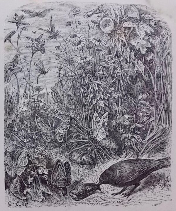 [DORE] - SAINTINE (X.-B.) Le chemin des écoliers. promenade de Paris à Marly-le-Roy en suivant les bords du Rhin. Paris, Librairie de L. Hachette et Cie, 1861. – Image 2