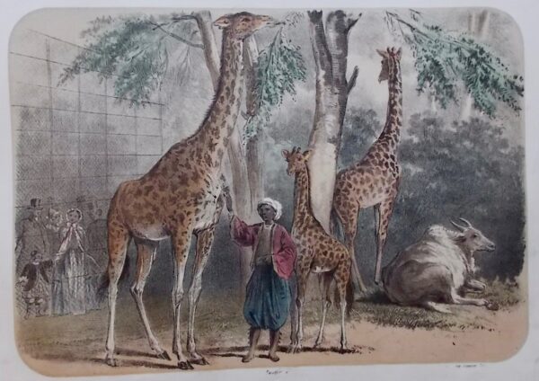 PAUQUET (Jean Louis Charles) Jardin des Plantes. La Ménagerie et la Vallée suisse en estampes. Paris, Amédée Bédelet , [1857]. – Image 5