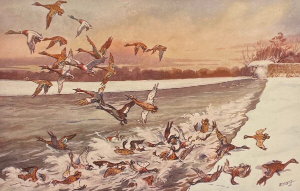 MOUCHON (Pierre) La chasse des oiseaux d'eau en France. Paris, Emile Nourry - Librairie Cinégétique, 1931. – Image 4