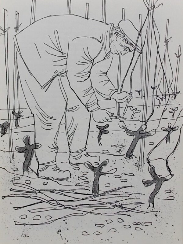 PIERRE-HUMBERT (André) Le vignoble neuchâtelois. Neuchâtel, Ed. du Griffon (coll. Trésors de mon pays), 1955. – Image 3