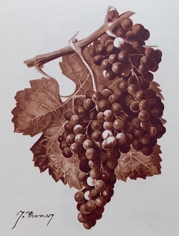 LAFFORGUE (Germain) Le vignoble girondin. Paris, Louis Larmat, 1947. – Image 2