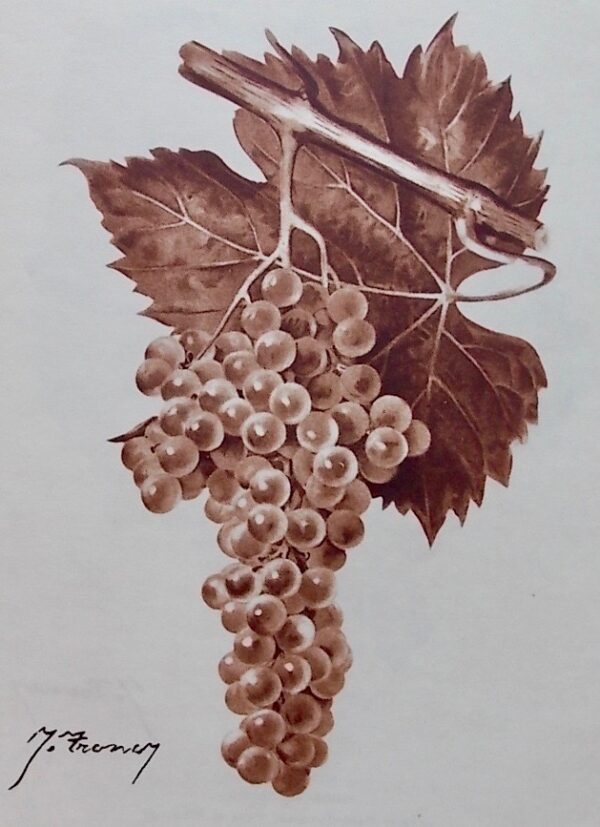 LAFFORGUE (Germain) Le vignoble girondin. Paris, Louis Larmat, 1947. – Image 4