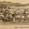 OBERTHUR (Joseph) Bécasse, bécassines et petits échassiers. Paris, Durel Editeur (coll. Le monde merveilleux des bêtes), 1948. – Image 3