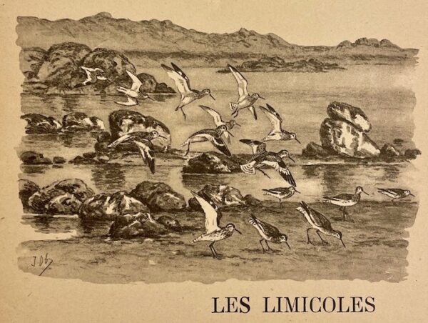 OBERTHUR (Joseph) Bécasse, bécassines et petits échassiers. Paris, Durel Editeur (coll. Le monde merveilleux des bêtes), 1948. – Image 3