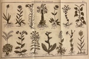 LAMARCK (Jean-Baptiste de) Flore françoise, ou description succinte de toutes les plantes qui croissent naturellement en france. A Paris, Chez H. Agasse, L'an 3e de la République [1794].