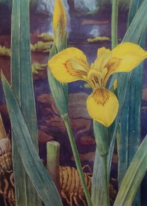 CORREVON (Henry) Fleurs des champs et des bois, des haies et des murs. Genève, Albert Kundig, 1911.
