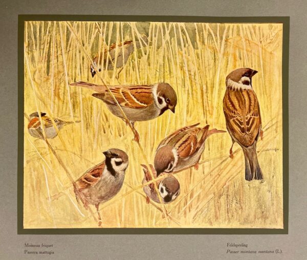 ROBERT (Léo-Paul) Les oiseaux de chez nous. Neuchâtel et Paris, Delachaux & Niestlé, 1933. – Image 3
