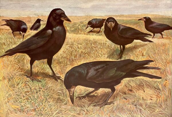 ROBERT (Léo-Paul) Les oiseaux de chez nous. Neuchâtel et Paris, Delachaux & Niestlé, 1933. – Image 4