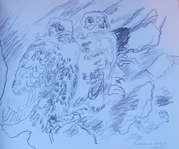 HAINARD (Robert) Croquis de terrain. Lausanne, Payot, 1975. – Image 2
