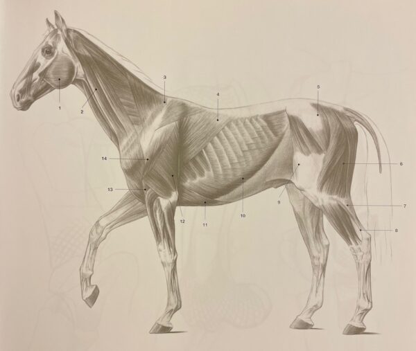 FEHER (György) & SZUNYOGHY (Andras) Grand cours d'anatomie artistique. Homme - Animaux - Anatomie comparée. Köln, Könemann, [1996]. – Image 5