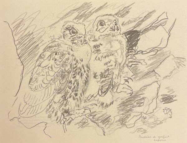 HAINARD (Robert) Croquis de terrain. Lausanne, Payot, 1975. – Image 5