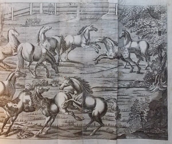 WINTER (George-Simon) [Georg Simon] Tractatio nova et auctior de re equaria complectens partes tres. - Neuer und vermehrter Tractat von der Stuteren oder fohlenzucht / Trattato nuovo e aumentato del far la razza di cavalli / Traité nouveau et augmenté pour faire race de chevaux. Nuremberg, Wolfgang Moritz Endtern, 1703. – Image 5