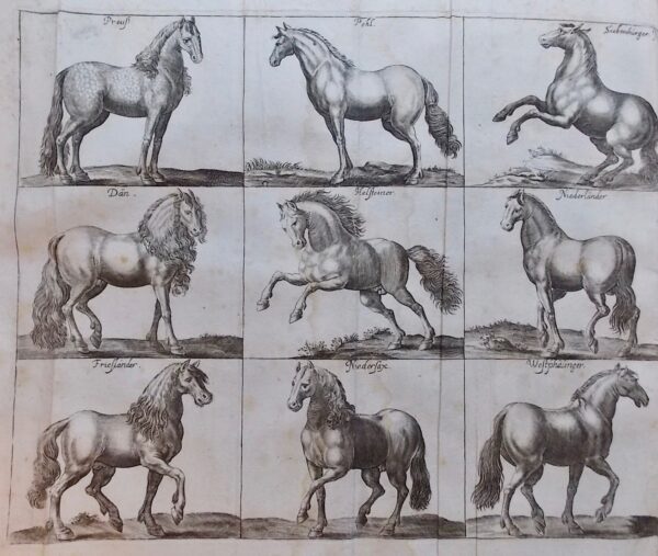 WINTER (George-Simon) [Georg Simon] Tractatio nova et auctior de re equaria complectens partes tres. - Neuer und vermehrter Tractat von der Stuteren oder fohlenzucht / Trattato nuovo e aumentato del far la razza di cavalli / Traité nouveau et augmenté pour faire race de chevaux. Nuremberg, Wolfgang Moritz Endtern, 1703. – Image 6