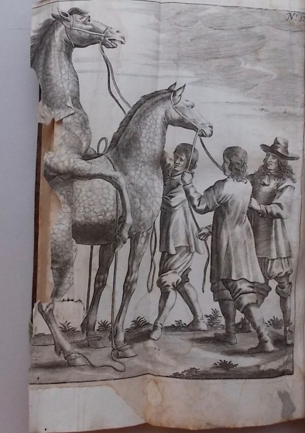 WINTER (George-Simon) [Georg Simon] Tractatio nova et auctior de re equaria complectens partes tres. - Neuer und vermehrter Tractat von der Stuteren oder fohlenzucht / Trattato nuovo e aumentato del far la razza di cavalli / Traité nouveau et augmenté pour faire race de chevaux. Nuremberg, Wolfgang Moritz Endtern, 1703. – Image 7