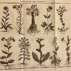 LAMARCK (Jean-Baptiste de) Flore françoise, ou description succinte de toutes les plantes qui croissent naturellement en france. A Paris, Chez H. Agasse, L'an 3e de la République [1794].