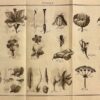 LAMARCK (Jean-Baptiste de) Flore françoise, ou description succinte de toutes les plantes qui croissent naturellement en france. A Paris, Chez H. Agasse, L'an 3e de la République [1794]. – Image 5