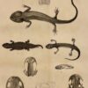 COLLECTIF Mémoires de la Société des Sciences Naturelles de Neuchâtel. Tome II. Neuchâtel, Imprimerie de Petitpierre, 1839. – Image 4