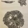 COLLECTIF Mémoires de la Société des Sciences Naturelles de Neuchâtel. Tome II. Neuchâtel, Imprimerie de Petitpierre, 1839. – Image 6
