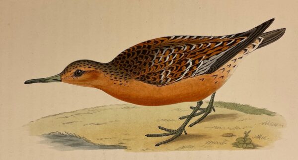 CHENU (Jean Charles) Ornithologie du chasseur. Histoire naturelle -  Moeurs - Habitudes - Chasse des oiseaux de plaine, de bois et de marais. Paris, Rothschild, 1870. – Image 2