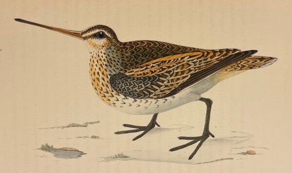 CHENU (Jean Charles) Ornithologie du chasseur. Histoire naturelle -  Moeurs - Habitudes - Chasse des oiseaux de plaine, de bois et de marais. Paris, Rothschild, 1870. – Image 3