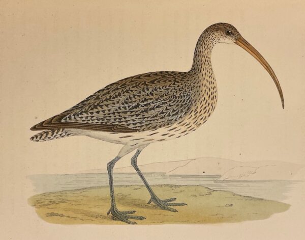 CHENU (Jean Charles) Ornithologie du chasseur. Histoire naturelle -  Moeurs - Habitudes - Chasse des oiseaux de plaine, de bois et de marais. Paris, Rothschild, 1870. – Image 4