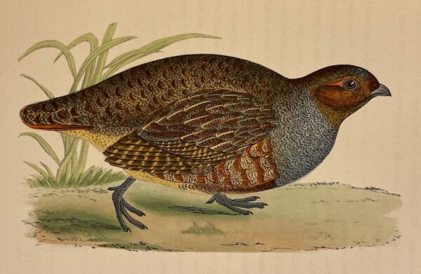 CHENU (Jean Charles) Ornithologie du chasseur. Histoire naturelle -  Moeurs - Habitudes - Chasse des oiseaux de plaine, de bois et de marais. Paris, Rothschild, 1870. – Image 5