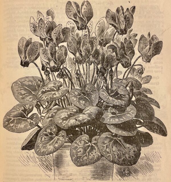 VILMORIN-ANDRIEUX Les fleurs de pleine terre, [...] Paris, Vilmorin-Andrieux et Cie, 1894. – Image 3