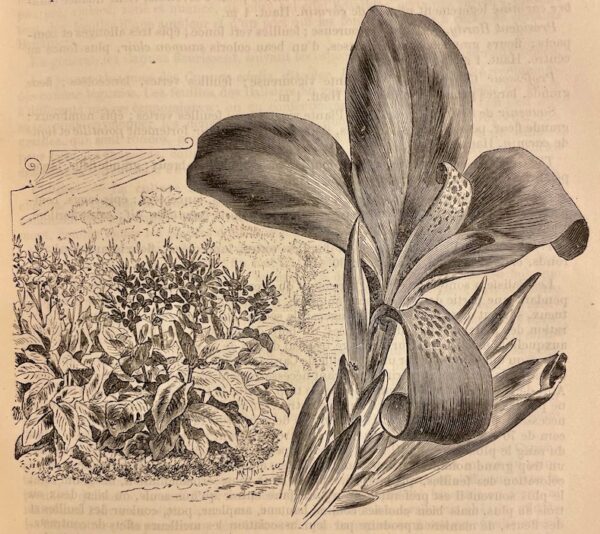 VILMORIN-ANDRIEUX Les fleurs de pleine terre, [...] Paris, Vilmorin-Andrieux et Cie, 1894. – Image 5