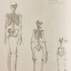 FEHER (György) & SZUNYOGHY (Andras) Grand cours d'anatomie artistique. Homme - Animaux - Anatomie comparée. Köln, Könemann, [1996]. – Image 6