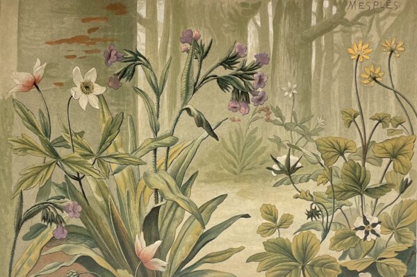 BONNIER (Gaston) Les plantes des champs et des bois. Excursions botaniques. Printemps - Eté - Automne - Hiver. Paris Baillières et Fils, 1887. – Image 3