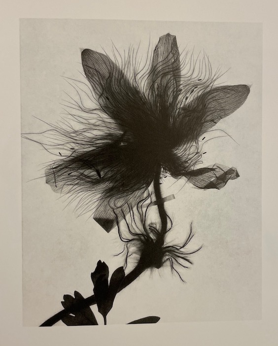 BELAT (Jacques) L'herbier du Docteur Butignot. Photographies. Delémont, éditions d'autre part, 1998. – Image 4