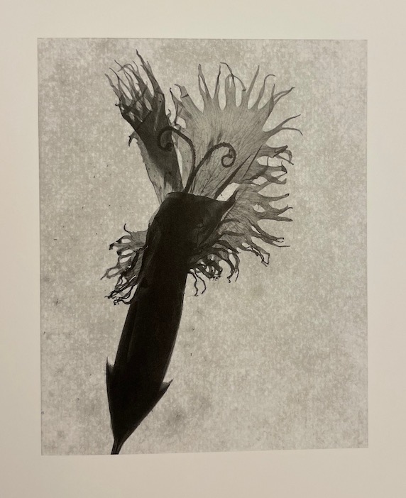 BELAT (Jacques) L'herbier du Docteur Butignot. Photographies. Delémont, éditions d'autre part, 1998. – Image 5