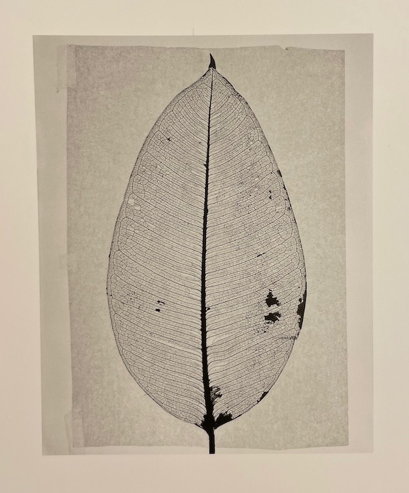 BELAT (Jacques) L'herbier du Docteur Butignot. Photographies. Delémont, éditions d'autre part, 1998. – Image 6