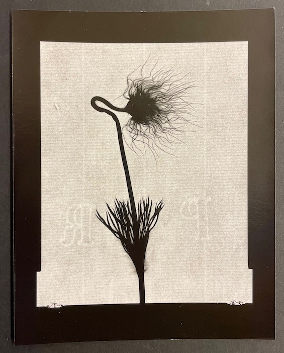 BELAT (Jacques) L'herbier du Docteur Butignot. Photographies. Delémont, éditions d'autre part, 1998. – Image 7