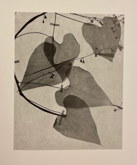 BELAT (Jacques) L'herbier du Docteur Butignot. Photographies. Delémont, éditions d'autre part, 1998. – Image 8