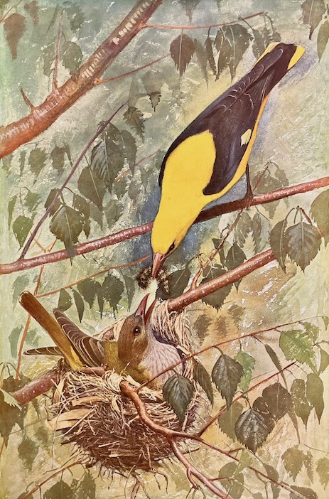 ROBERT (Léo-Paul) Les oiseaux de chez nous. Neuchâtel et Paris, Delachaux & Niestlé, 1933. – Image 5
