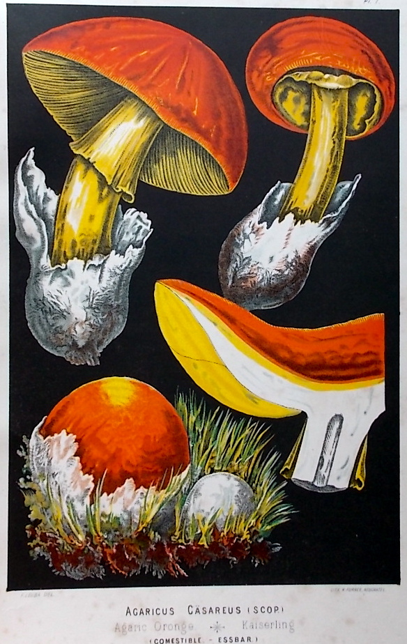 LEUBA (Fritz) Les champignons comestibles et les espèces vénéneuses avec lesquelles ils pourraient être confondus. Neuchâtel, Delachaux & Niestlé, 1890. – Image 3