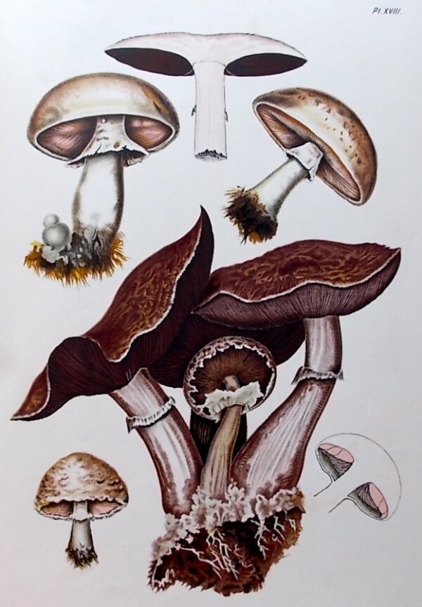 LEUBA (Fritz) Les champignons comestibles et les espèces vénéneuses avec lesquelles ils pourraient être confondus. Neuchâtel, Delachaux & Niestlé, 1890. – Image 4
