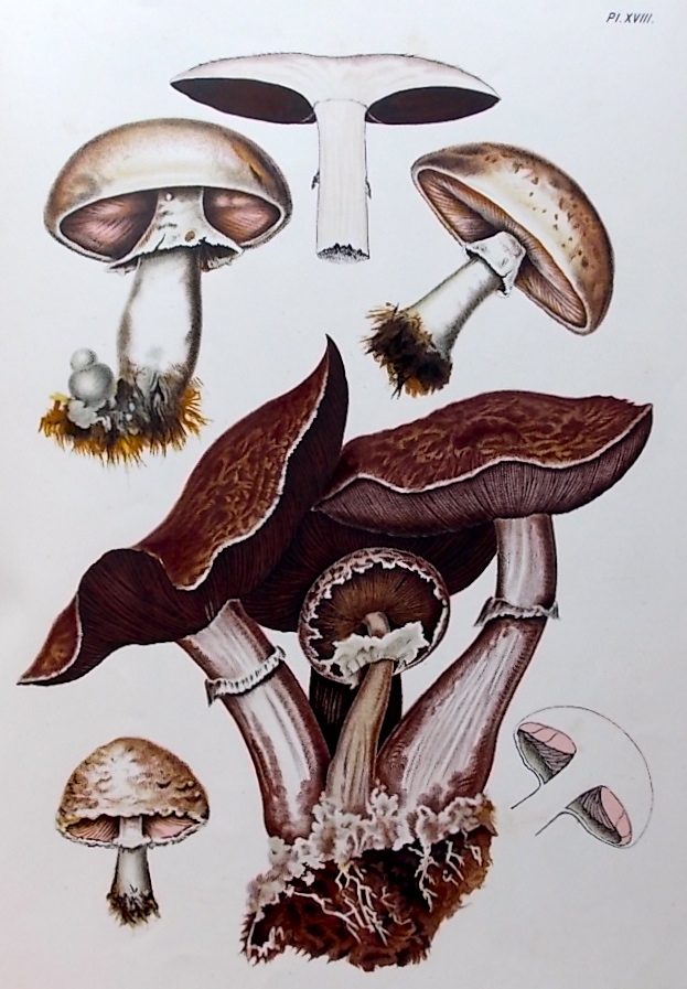 LEUBA (Fritz) Les champignons comestibles et les espèces vénéneuses avec lesquelles ils pourraient être confondus. Neuchâtel, Delachaux & Niestlé, 1890. – Image 4