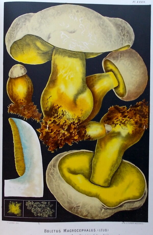 LEUBA (Fritz) Les champignons comestibles et les espèces vénéneuses avec lesquelles ils pourraient être confondus. Neuchâtel, Delachaux & Niestlé, 1890. – Image 5