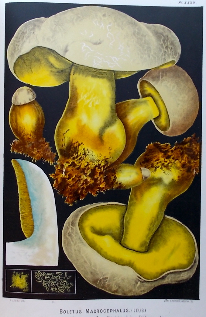 LEUBA (Fritz) Les champignons comestibles et les espèces vénéneuses avec lesquelles ils pourraient être confondus. Neuchâtel, Delachaux & Niestlé, 1890. – Image 5