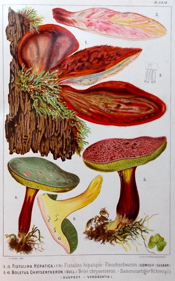 LEUBA (Fritz) Les champignons comestibles et les espèces vénéneuses avec lesquelles ils pourraient être confondus. Neuchâtel, Delachaux & Niestlé, 1890. – Image 6
