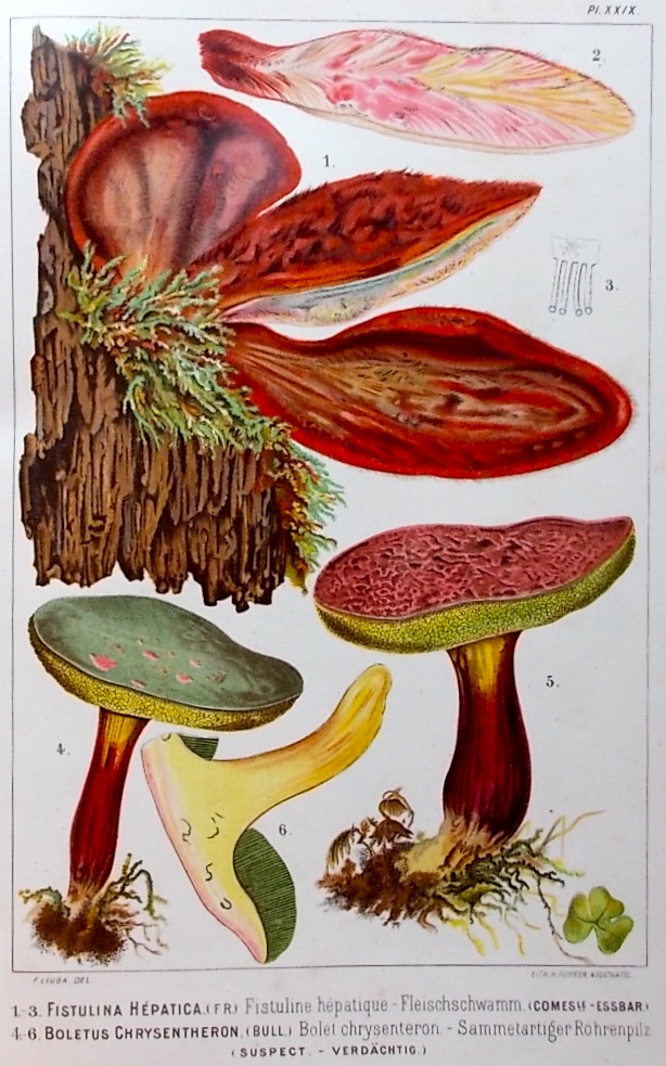 LEUBA (Fritz) Les champignons comestibles et les espèces vénéneuses avec lesquelles ils pourraient être confondus. Neuchâtel, Delachaux & Niestlé, 1890. – Image 6