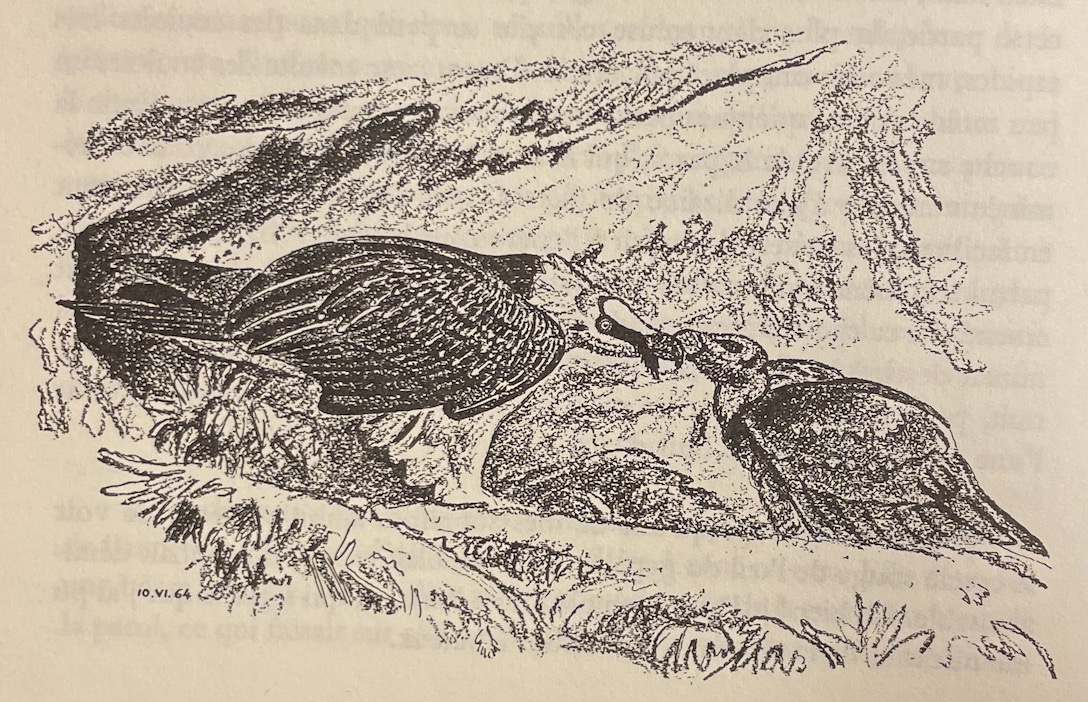 HAINARD (Robert) Chasse au crayon. En dessinant les bêtes sauvages. Neuchâtel, Baconnière, 1972. – Image 3