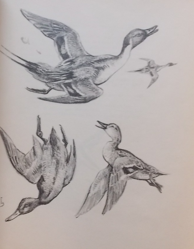 OBERTHUR (Joseph) Gibiers de notre pays. Livre premier: Gibiers d'eau douce - Le marais - Les étangs - Les rivières. Livres second: Gibiers marins - La mer et ses rivages. Paris, Librairie des Champs-Elysées, 1936-1937. – Image 2