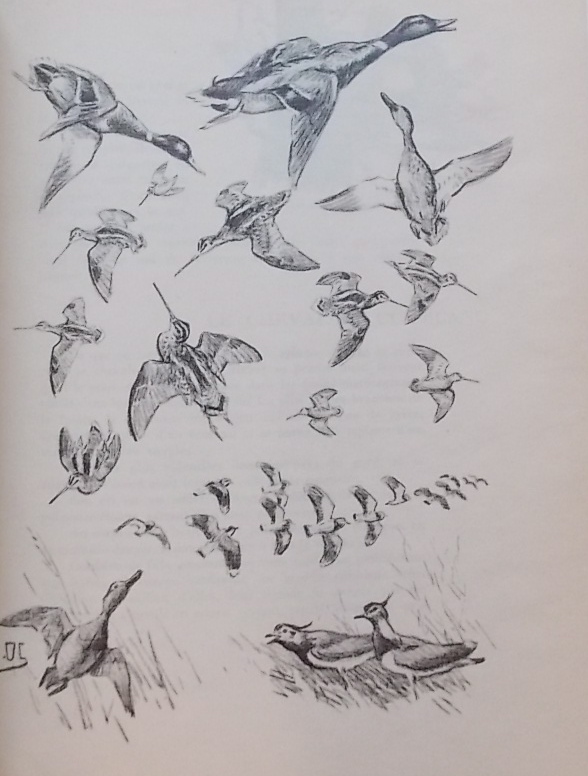 OBERTHUR (Joseph) Gibiers de notre pays. Livre premier: Gibiers d'eau douce - Le marais - Les étangs - Les rivières. Livres second: Gibiers marins - La mer et ses rivages. Paris, Librairie des Champs-Elysées, 1936-1937. – Image 3