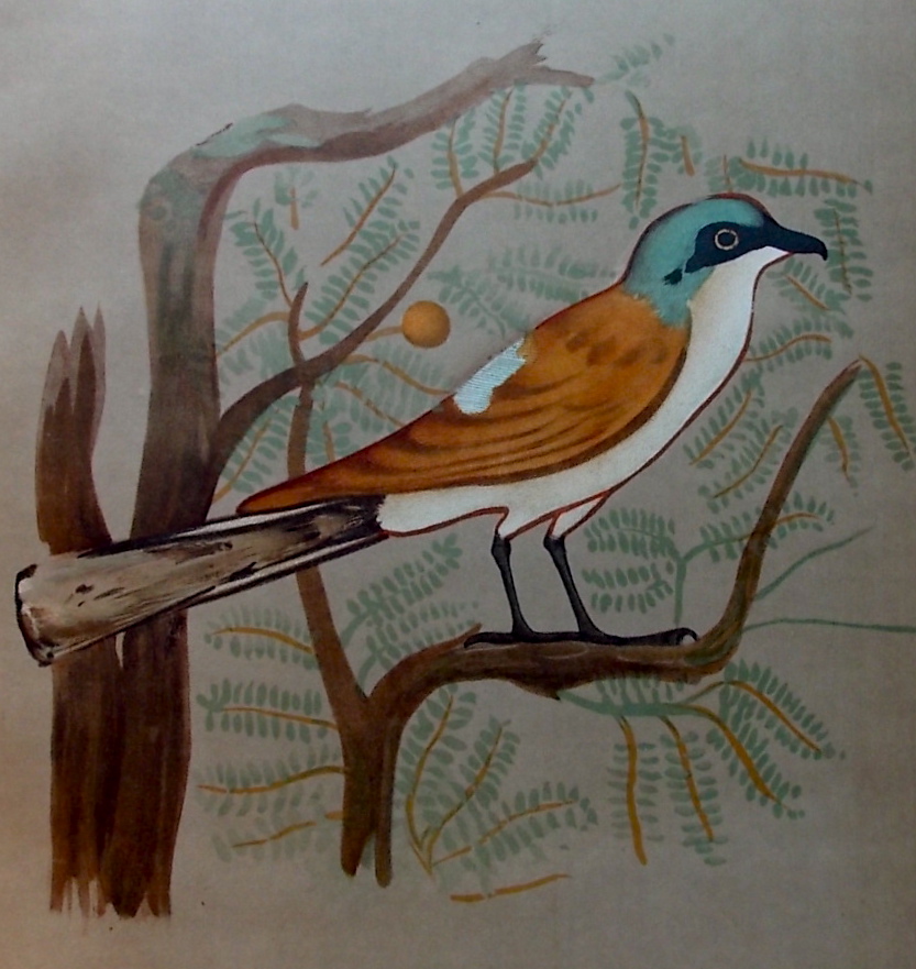 GRIFFITH (F. LL) Beni Hasan, Part IV. Zoological and Other Details. (Seventh Memoir). London, The Offices of the Egypt Exploration Fund..., 1900. – Image 3