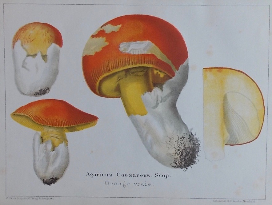 FAVRE-GUILLARMOD (Louis) Les champignons comestibles du canton de Neuchâtel, et les espèces vénéneuses avec lesquelles ils pourraient être confondus. Neuchâtel, Imprimerie de Charles Leidecker, 1861. – Image 3