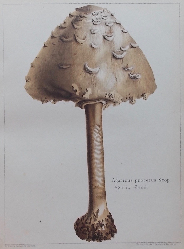 FAVRE-GUILLARMOD (Louis) Les champignons comestibles du canton de Neuchâtel, et les espèces vénéneuses avec lesquelles ils pourraient être confondus. Neuchâtel, Imprimerie de Charles Leidecker, 1861. – Image 4